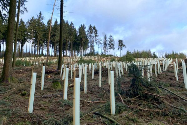 Die erste Pflanzung aus 2019 mit 1.500 Linden, ergänzt um andere Baumarten
